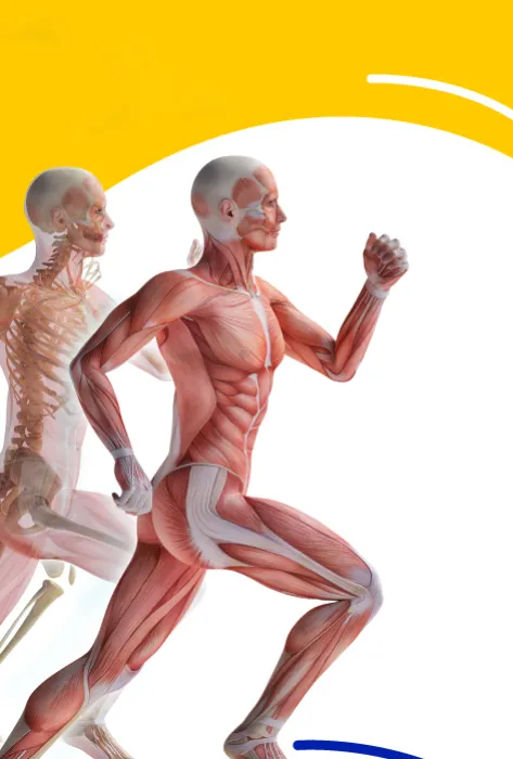 Musculoesquelética Musculoesquelética
