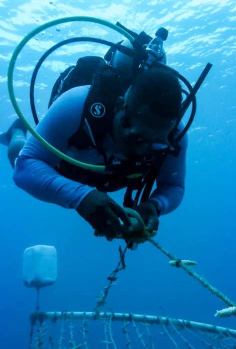 Coralízate, la jornada de cultivo de corales que busca restaurar arrecifes de Colombia Coralízate, la jornada de cultivo de corales que busca restaurar arrecifes de Colombia
