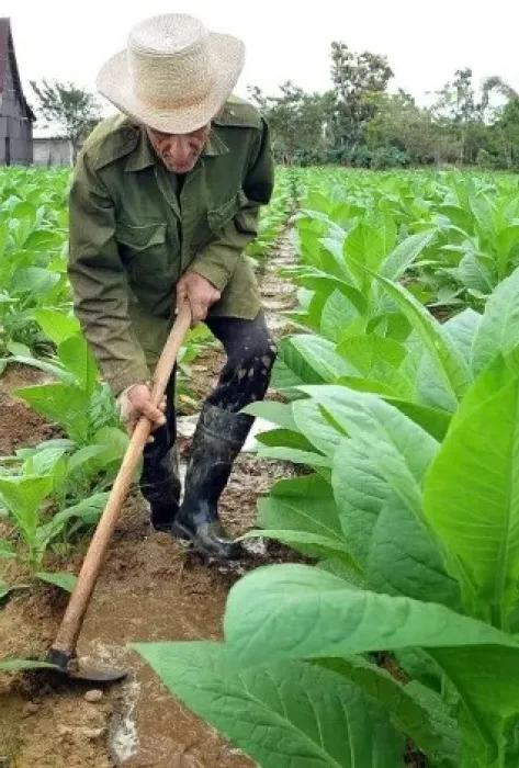 Previsualización-NoticiaAgro Previsualización-NoticiaAgro